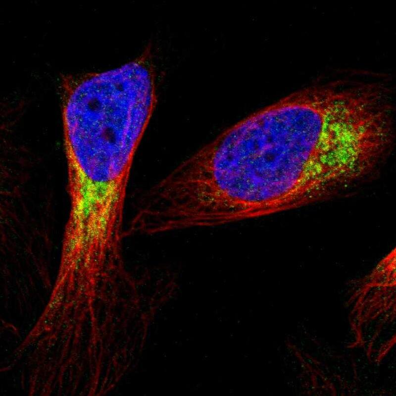 Staining of human cell line U-2 OS shows localization to mitochondria.