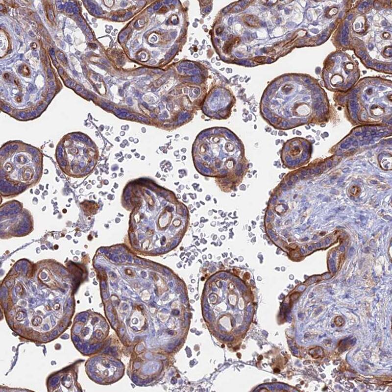 Immunohistochemistry-Paraffin Myosin VB Antibody - BSA Free