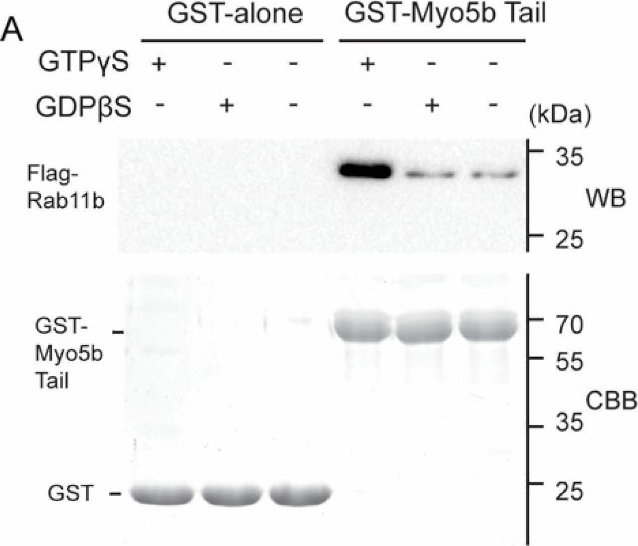 Western Blot Myosin VB Antibody - BSA Free