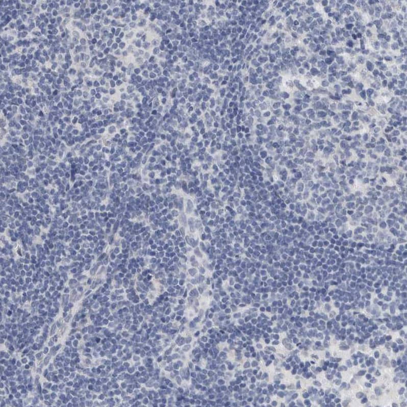 Staining of human lymph node shows no positivity in non-germinal center cells as expected.