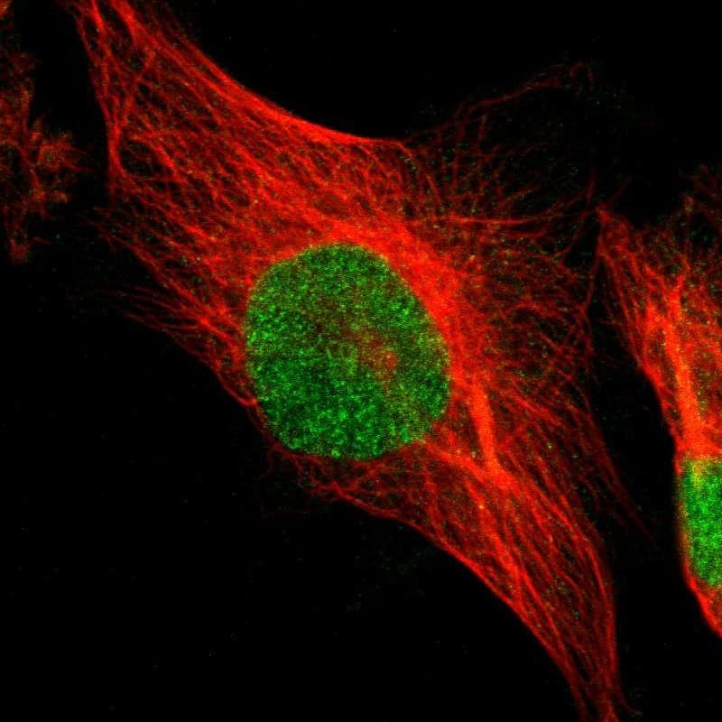 Staining of human cell line U-251 MG shows localization to nucleoplasm.