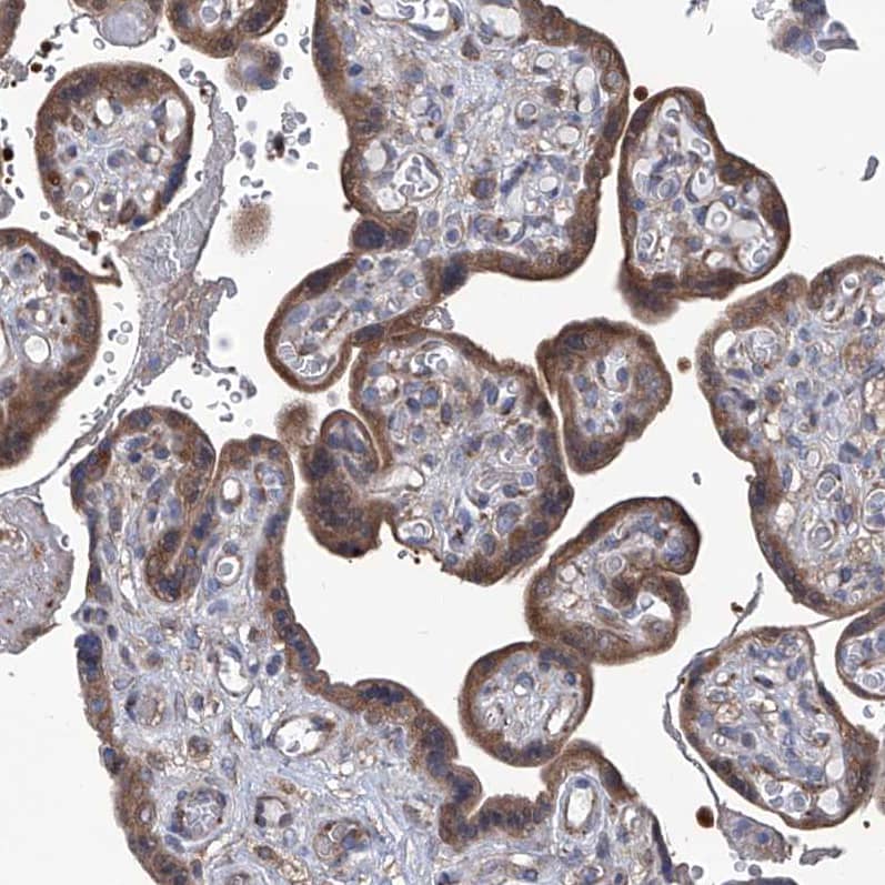 Staining of human placenta shows strong cytoplasmic positivity in trophoblastic cells.