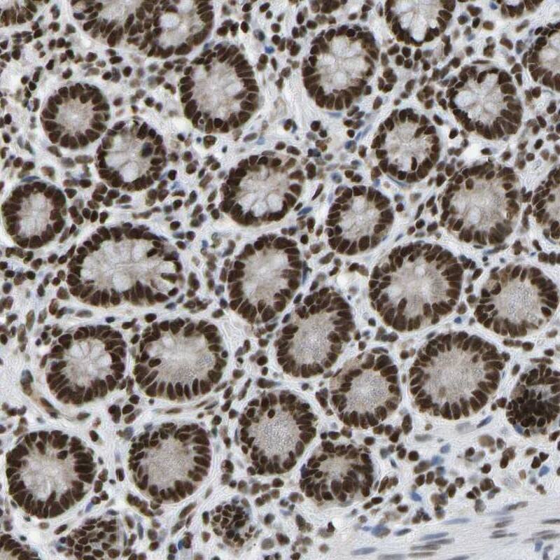 Staining of human small intestine shows strong nuclear positivity in glandular cells.