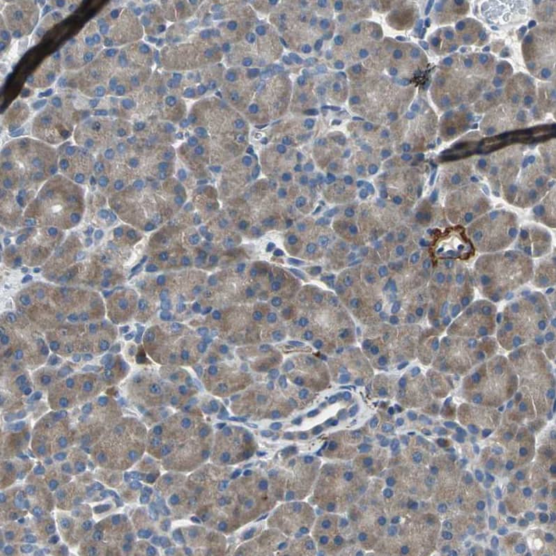 Immunohistochemistry-Paraffin MCT2 Antibody - BSA Free