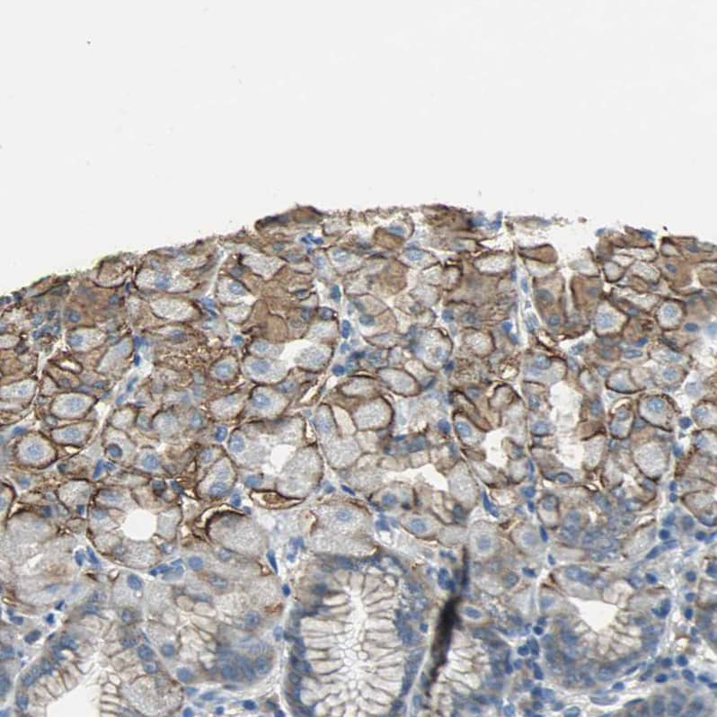 Immunohistochemistry-Paraffin MCT2 Antibody - BSA Free