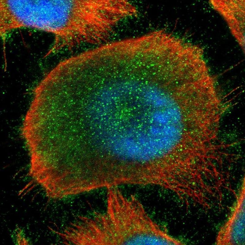 Staining of human cell line U-251 MG shows localization to nucleoplasm, plasma membrane & cytosol.