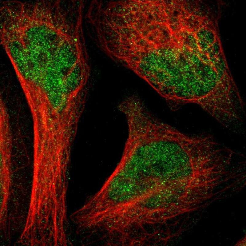 Staining of human cell line U-2 OS shows localization to nucleoplasm.