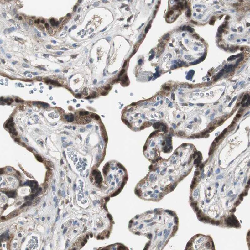Staining of human placenta shows strong cytoplasmic positivity in trophoblastic cells.