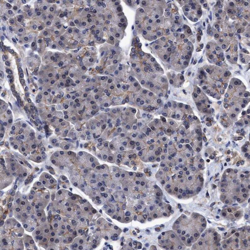 Staining of human pancreas shows weak positivity in exocrine glandular cells as expected.