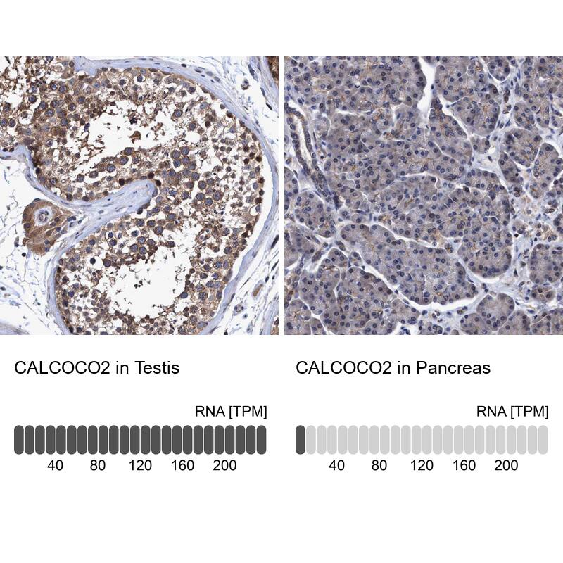 <b>Orthogonal Strategies Validation. </b>Analysis in human testis and pancreas tissues using HPA023195 antibody. Corresponding CALCOCO2 RNA-seq data are presented for the same tissues.