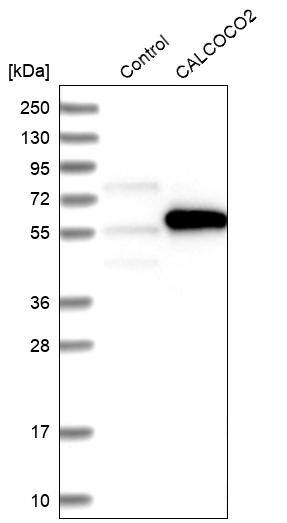 Analysis in control (vector only transfected HEK293T lysate) and CALCOCO2 over-expression lysate (Co-expressed with a C-terminal myc-DDK tag (~3.1 kDa) in mammalian HEK293T cells).