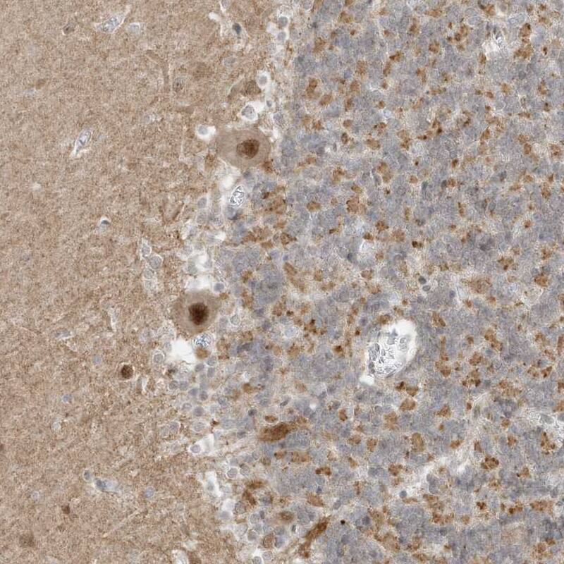 Staining of human cerebellum shows moderate nuclear positivity in Purkinje cells.
