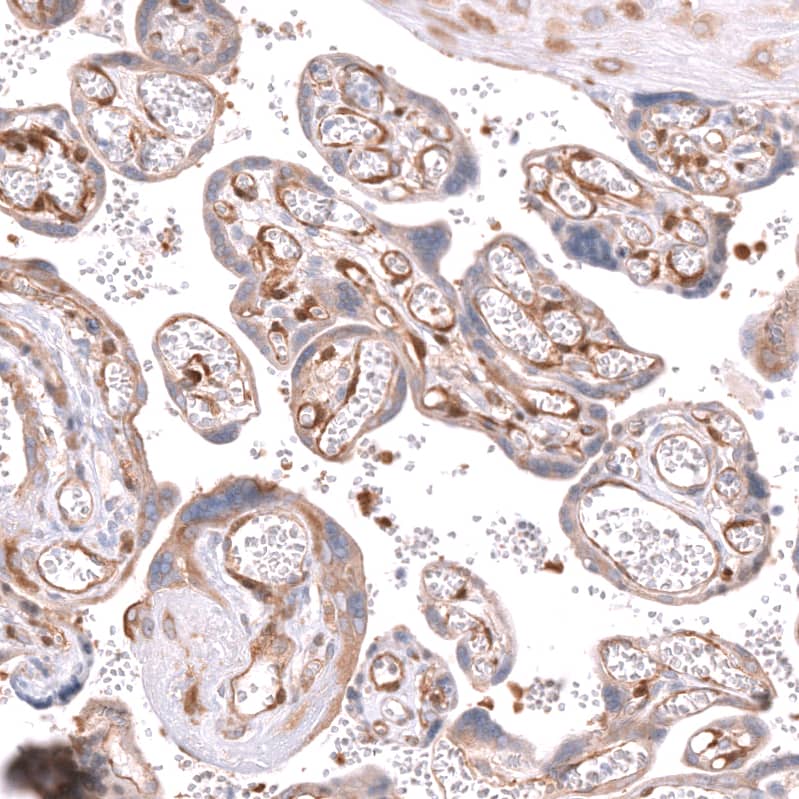 Staining of human placenta shows strong cytoplasmic positivity in endothelial cells.