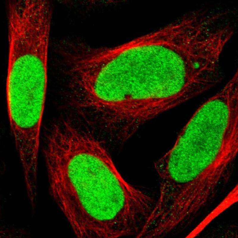 Staining of human cell line U-2 OS shows localization to nucleoplasm.