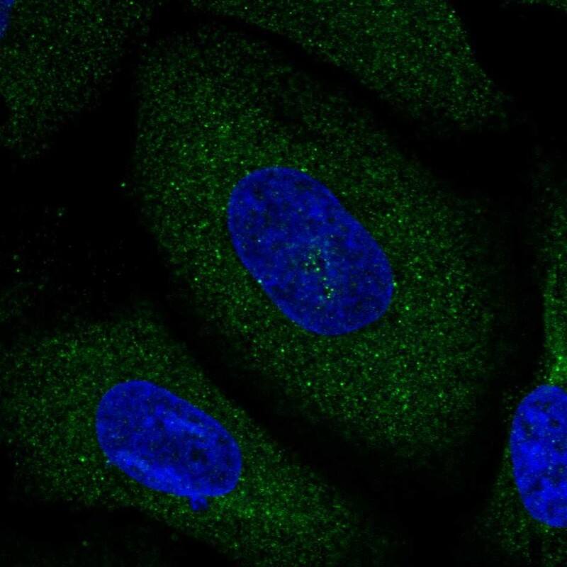 Immunocytochemistry/ Immunofluorescence Neurochondrin Antibody - BSA Free