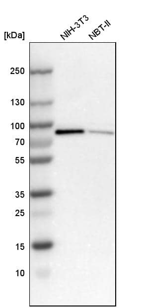 Analysis in mouse cell line NIH-3T3 and rat cell line NBT-II.