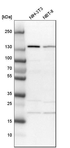 Western Blot SCC112 Antibody - BSA Free