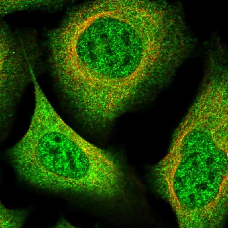 Immunocytochemistry/ Immunofluorescence FLJ11506 Antibody - BSA Free