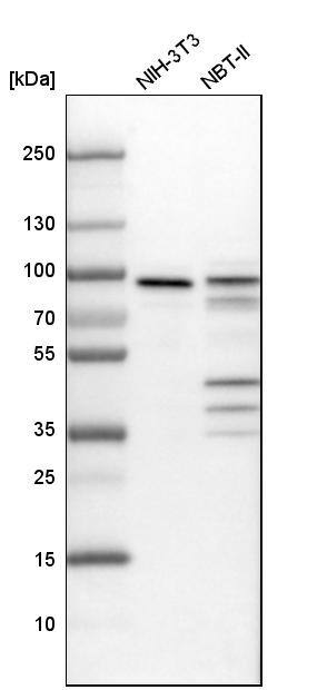 Analysis in mouse cell line NIH-3T3 and rat cell line NBT-II.