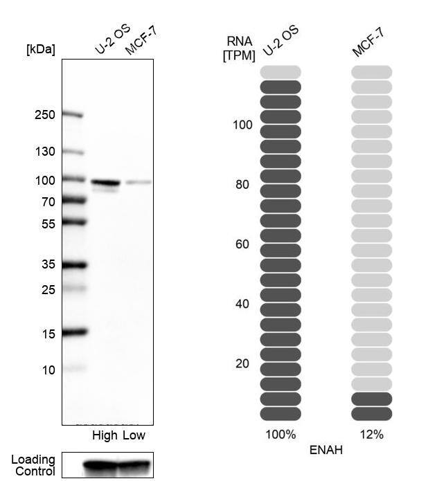 <b>Orthogonal Strategies Validation. </b>Analysis in human cell lines U2OS and MCF-7 using Anti-ENAH antibody. Corresponding ENAH RNA-seq data are presented for the same cell lines. Loading control: Anti-GAPDH.