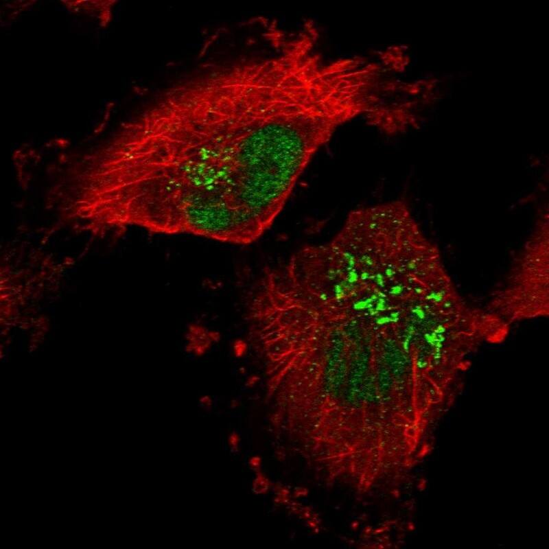 Staining of human cell line U-251 MG shows localization to nucleus & the Golgi apparatus.