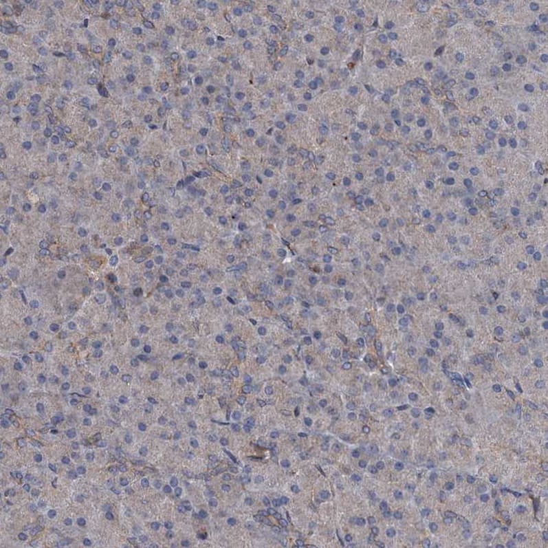 Staining of human pancreas shows very weak cytoplasmic positivity in exocrine glandular cells.