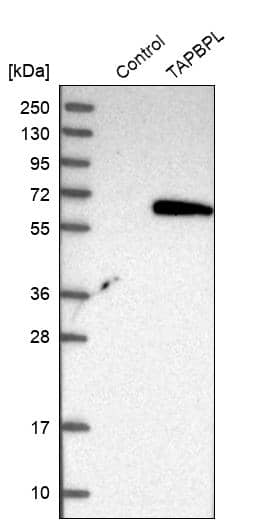 Analysis in control (vector only transfected HEK293T lysate) and TAPBPL over-expression lysate (Co-expressed with a C-terminal myc-DDK tag (~3.1 kDa) in mammalian HEK293T cells).