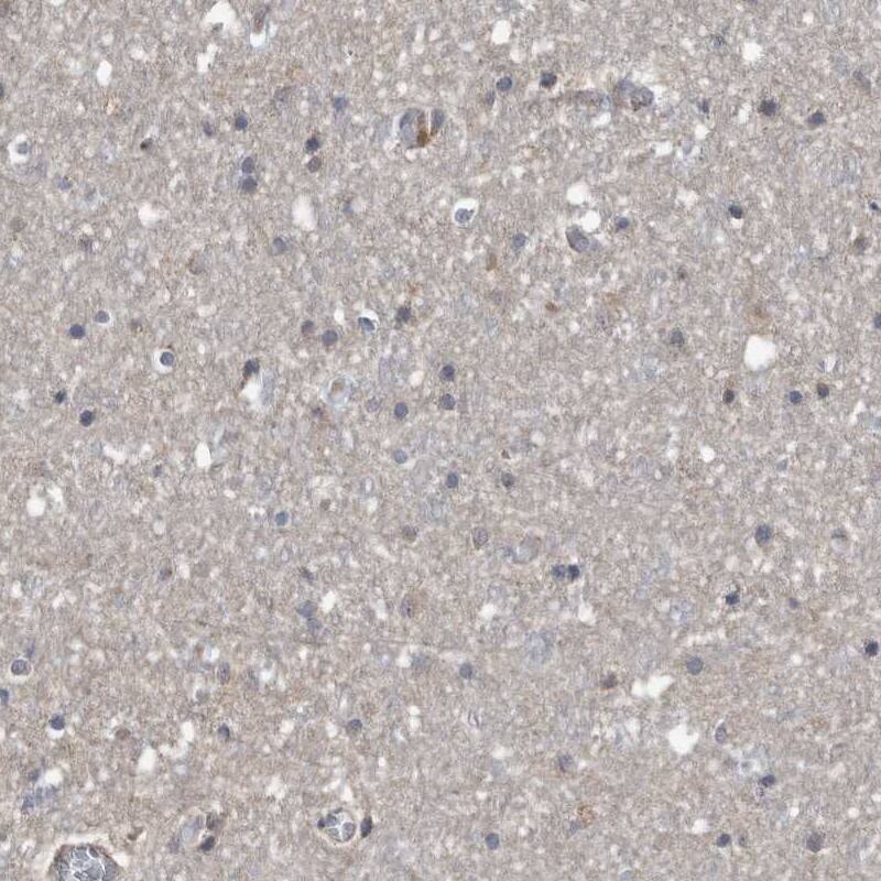 Immunohistochemistry-Paraffin SERINC2 Antibody - BSA Free