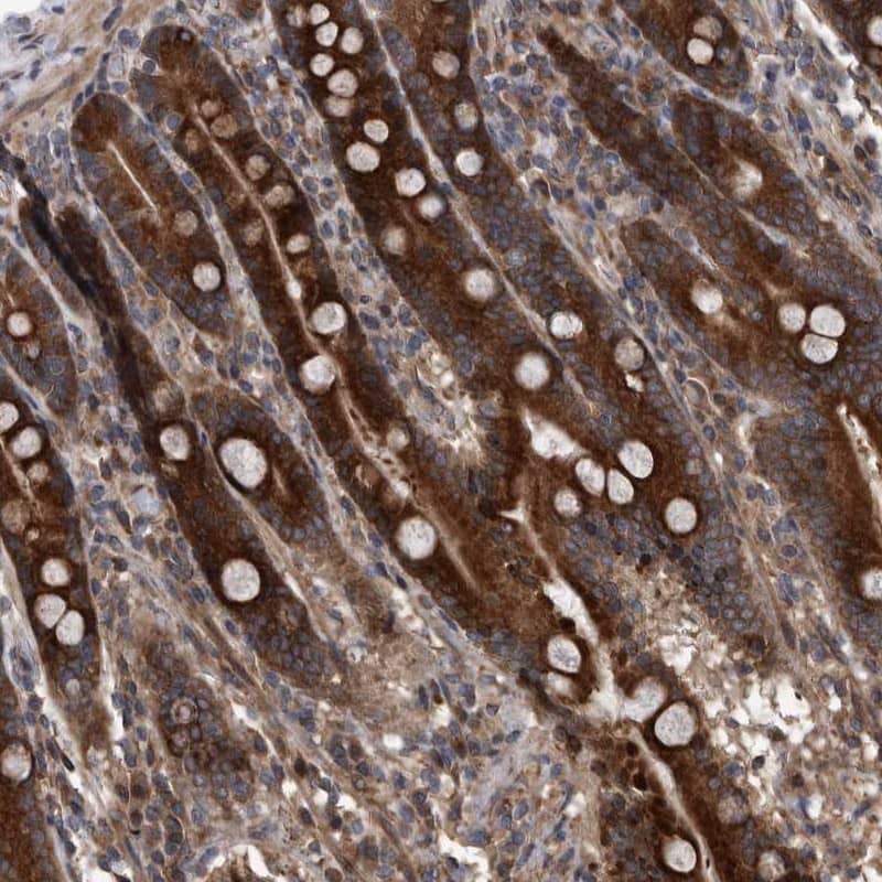 Immunohistochemistry-Paraffin SERINC2 Antibody - BSA Free