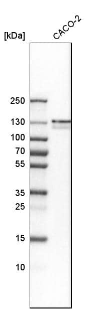 Western Blot FNBP3 Antibody - BSA Free