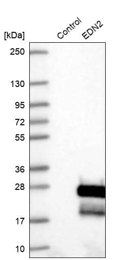 Western Blot Endothelin 2 Antibody - BSA Free