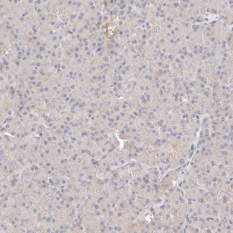 Staining of human pancreas shows very weak cytoplasmic positivity in exocrine glandular cells.