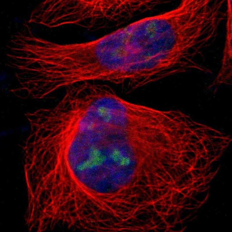 Staining of human cell line U-2 OS shows localization to nucleus & nucleoli.