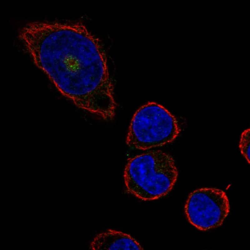 Staining of human cell line HEL shows localization to the Golgi apparatus.