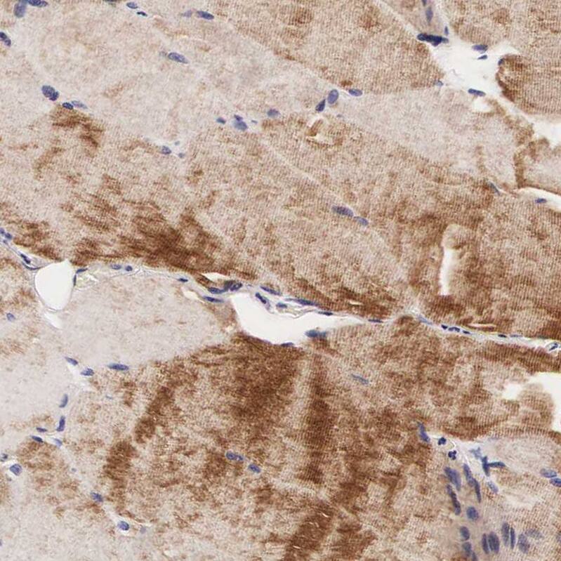 Immunohistochemistry-Paraffin FUR1 Antibody - BSA Free
