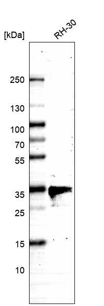 Western Blot FUR1 Antibody - BSA Free
