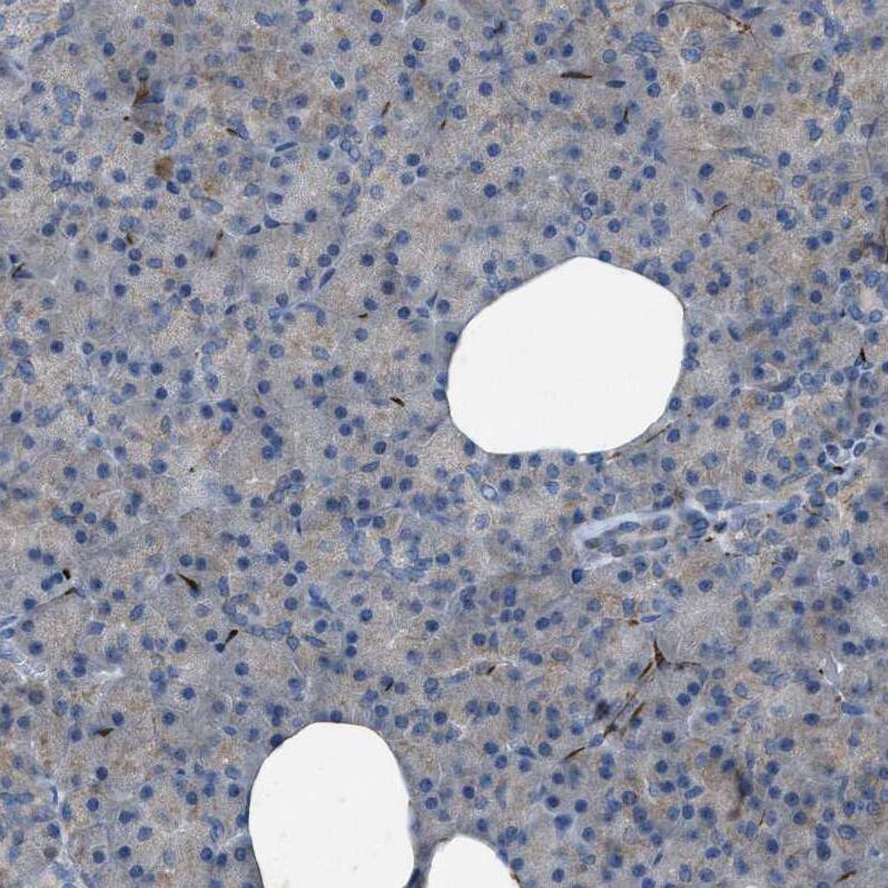 Staining of human pancreas shows no positivity in exocrine glandular cells as expected.