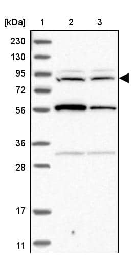 Western Blot DORFIN Antibody - BSA Free