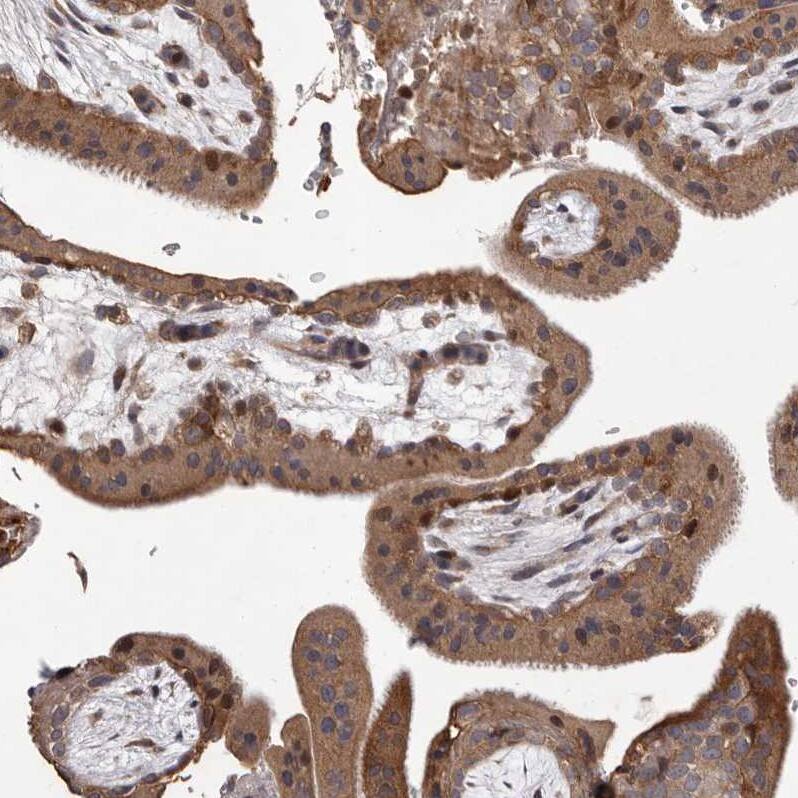 Immunohistochemistry-Paraffin MYD118 Antibody - BSA Free