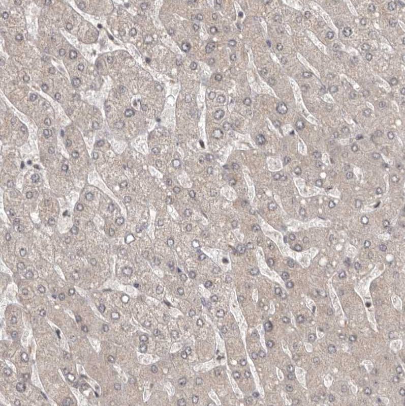 Immunohistochemistry-Paraffin QRSL Antibody - BSA Free