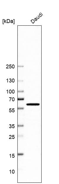 Western Blot QRSL Antibody - BSA Free