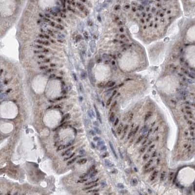 Staining of human small intestine.