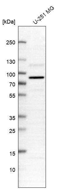 Analysis in human cell line U-251 MG.