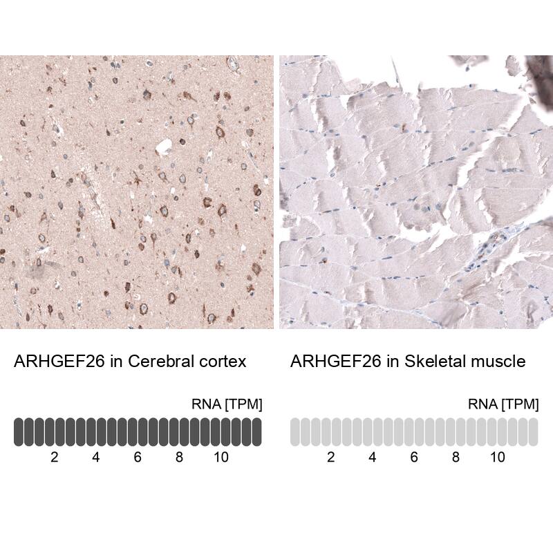 <b>Orthogonal Strategies Validation. </b>Analysis in human cerebral cortex and skeletal muscle tissues using HPA017722 antibody. Corresponding ARHGEF26 RNA-seq data are presented for the same tissues.