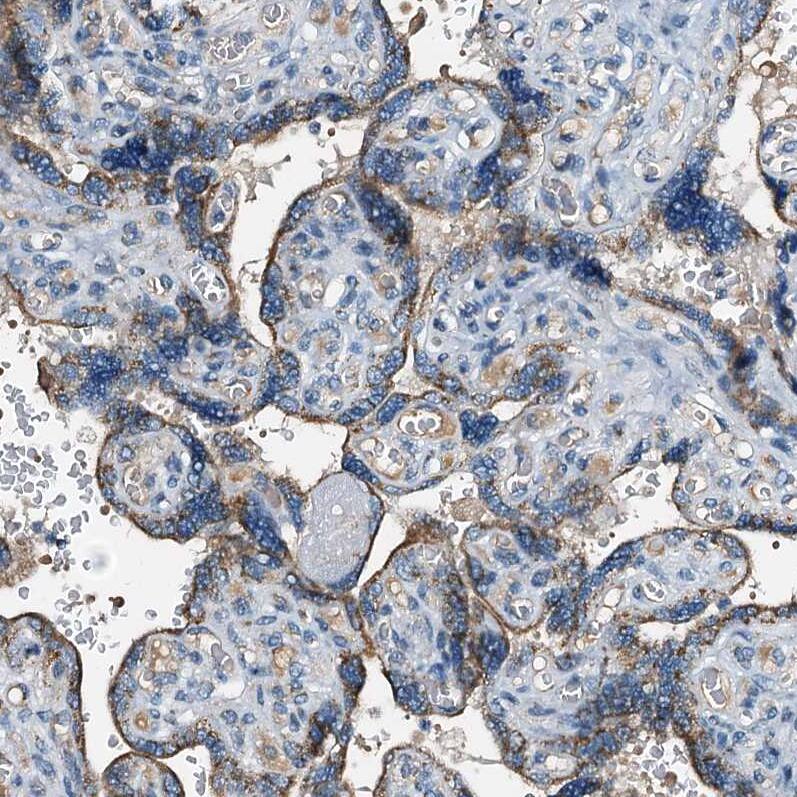 Immunohistochemistry-Paraffin WDR51A Antibody - BSA Free