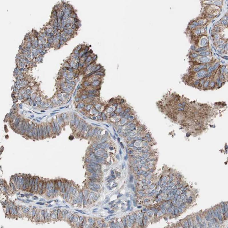 Immunohistochemistry-Paraffin Proprotein convertase PC4 Antibody - BSA Free
