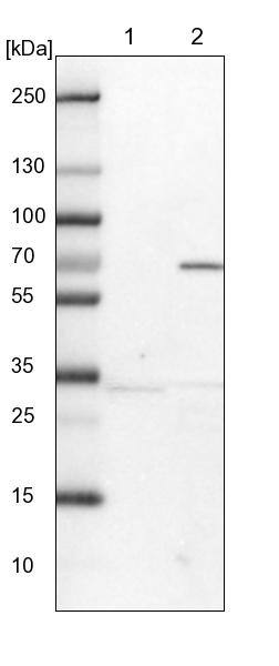 Western Blot Lano Antibody - BSA Free