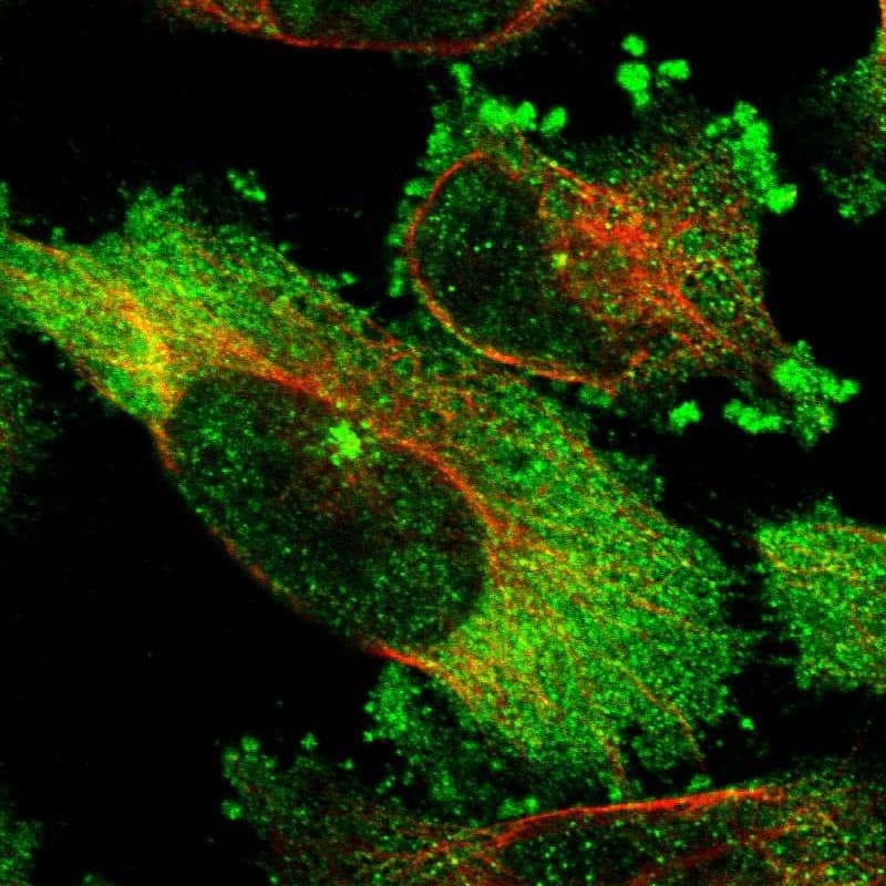 Staining of human cell line U-251 MG shows localization to nuclear speckles, cytosol & microtubule organizing center.