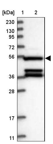 Western Blot DELGEF Antibody - BSA Free