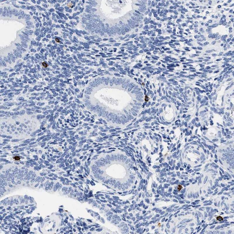 Staining of human endometrium shows strong cytoplasmic positivity in lymphocytes.